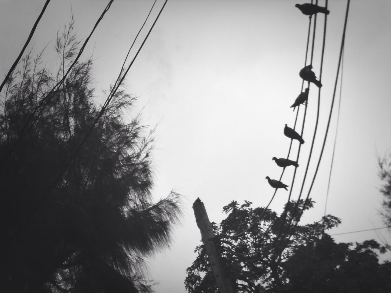 low angle view, tree, silhouette, clear sky, sky, power line, growth, nature, branch, cable, outdoors, electricity, electricity pylon, street light, day, no people, connection, pole, perching, tranquility