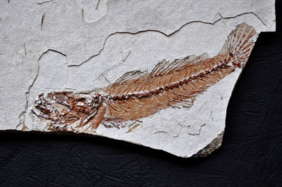 Sarmatian fossil fish skeleton with bone details