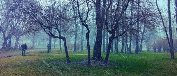 Bare trees on landscape