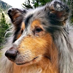 Close-up portrait of dog