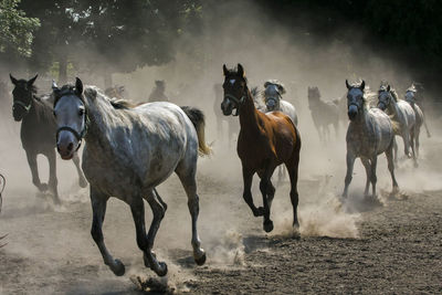 Horses on field against sky