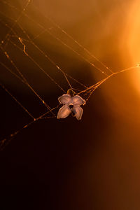 Close-up of flower on spider web at sunset