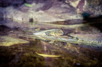 Close-up of insect on water