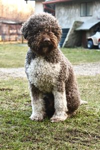 Dog lagotto romagnolo 