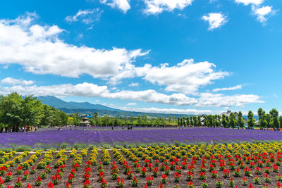 Scenic view of flowering plants on field against sky