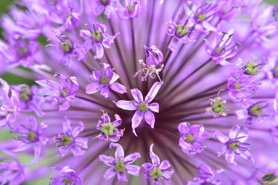 Full frame shot of purple flower