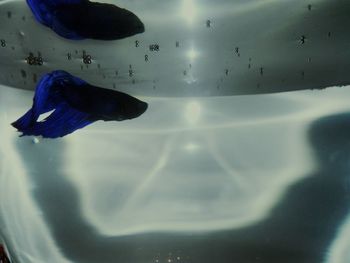 Close-up of jellyfish swimming in water