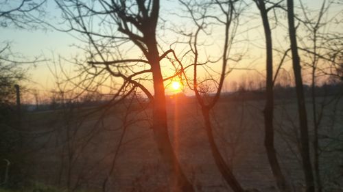 Silhouette bare trees against sky during sunset