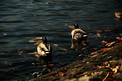 Birds swimming in lake