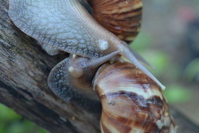 Close-up of snails on tree