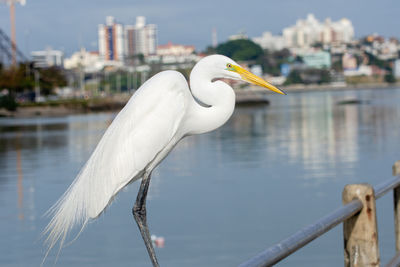 Bird perching on a lake