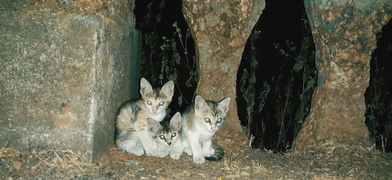 VIEW OF TWO CATS