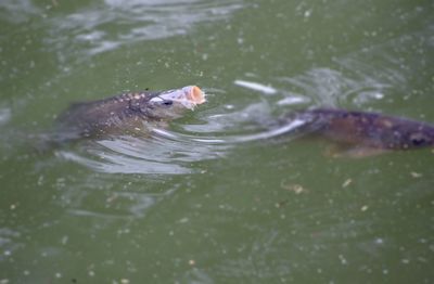 High angle view of duck swimming in lake