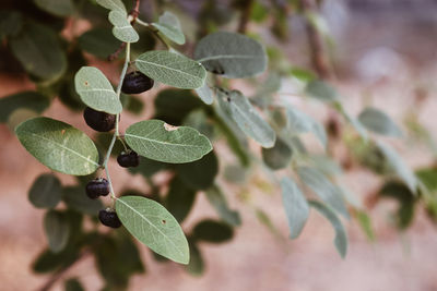 Close-up of fruits growing on plant