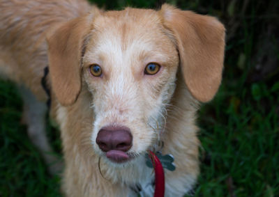 Portrait of dog on field