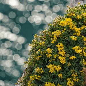 Low angle view of yellow flowering plant