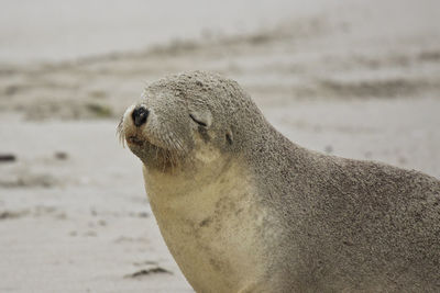 Close-up of seal at beach