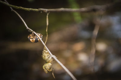 Close-up of twigs