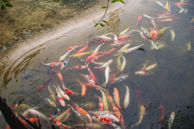 High angle view of koi carps swimming in lake