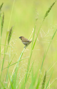 Close-up of a bird on grass