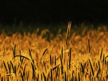 Close-up of wheat growing on field against sky