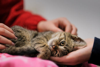 Close-up of hand holding cat