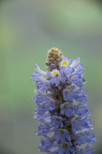 Close-up of bee on purple flower
