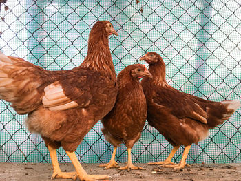 Birds in a farm