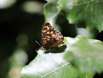 Close-up of butterfly on leaf