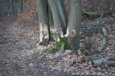 Close-up of tree trunk in forest