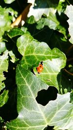 Insect on leaf