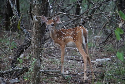 Fawn standing by trees on field in forest