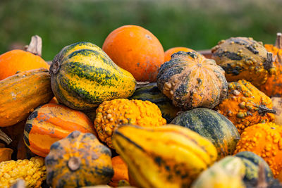 Pumpkin and ornamental squash in different varieties, colors on a pile cropped against green nature
