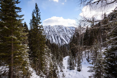 Trees in forest against sky during winter