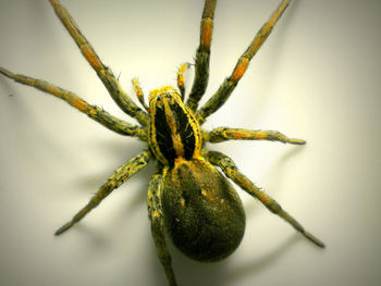 Close-up of spider on plant over white background