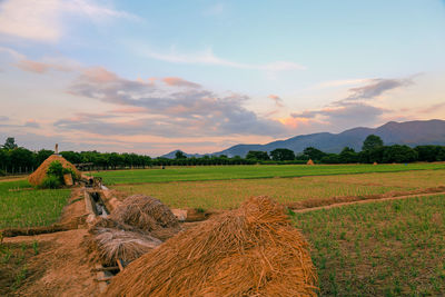 Scenic view of field against sky