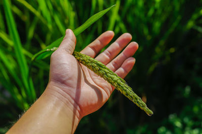 Close-up of hand holding leaf