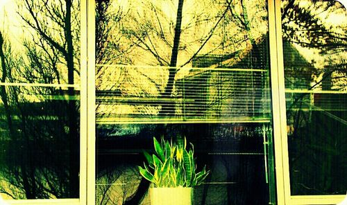 Reflection of trees in water
