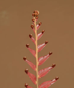 Close-up of plant