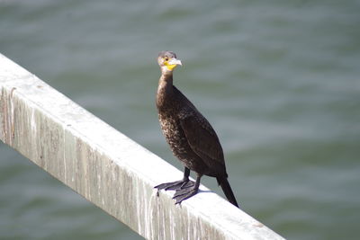 Close-up of bird perching on wooden post