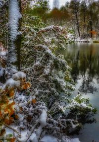 Trees in forest during winter