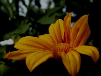 Close-up of yellow flower