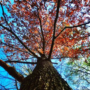 Low angle view of tree against sky