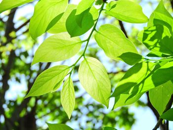 Low angle view of leaves on tree