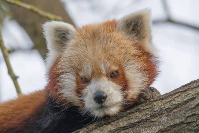 Close-up portrait of red panda on tree