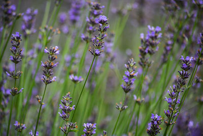 Close-up of purple flowering plants on field