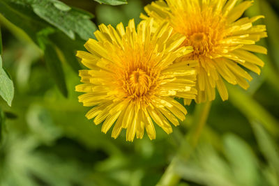 Close-up of yellow flower blooming outdoors