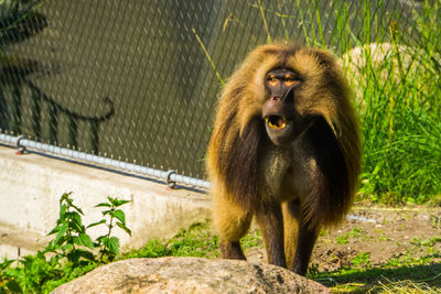 Monkey on rock in zoo