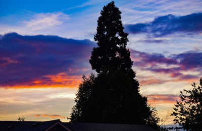 Low angle view of tree against sky at sunset