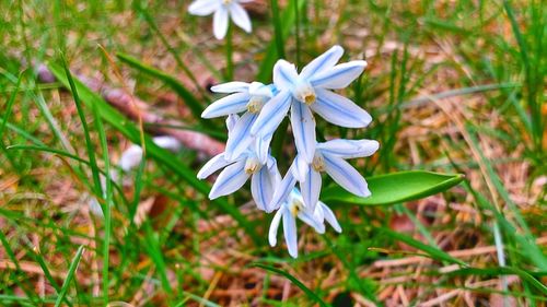 Close-up of purple flowers blooming in field